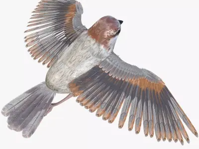 Sparrow Low-poly 3D model