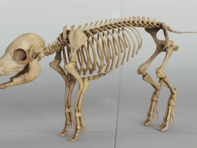 Piglet Skeleton 3D model