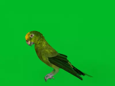 Yellow Crowned Amazon Parrot Bird Low-poly 3D model