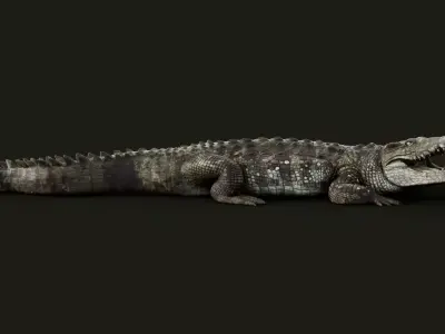 Crocodile Rigged 3D model