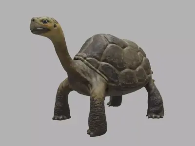 tortoise 3d model Free 3D model