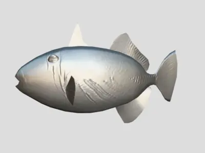 Picasso Triggerfish Realistic Animated Low-poly 3D model