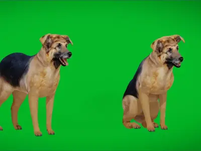 German Sheprador Dog Free 3D model