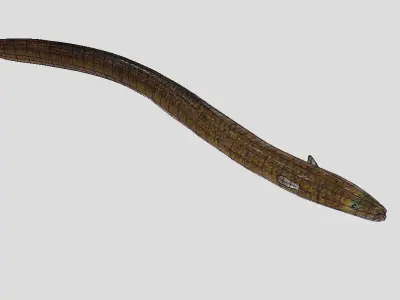 Giant Mottled Eel Realistic Animated Low-poly 3D model