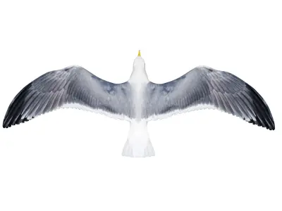 Gull flying 3D model