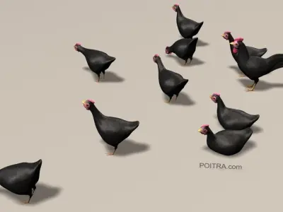 Chicken Ranch - Rooster and 9 Posed Hens - Black -  3D model