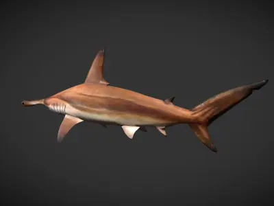 hammerhead sharks Low-poly 3D model