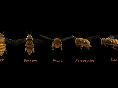Animated bee 3D model