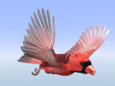 Northern Cardinal - rigged - animated Low-poly 3D model