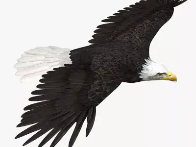 American Bald Eagle ANIMATED 3D model