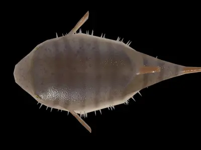 Low Poly Puffer Fish 3D model Low-poly 3D model