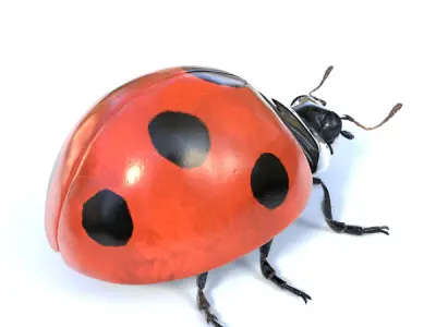 Accurate ladybug 3D model