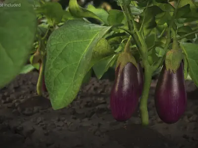 Eggplant Plant with Root Soil Purple 3D model