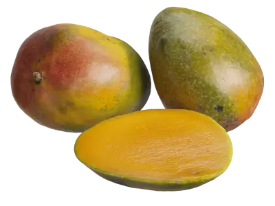  Mango Models 