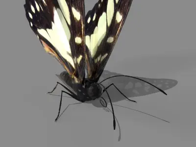 Butterfly realistic 3D model