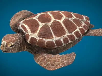 TURTLE sea Low-poly 3D model