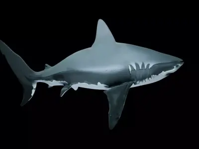 Great White Shark Low-poly 3D model