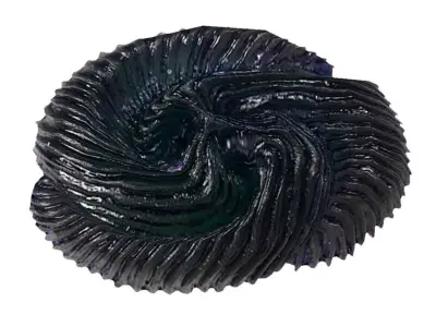 Tribrachidium  Fossil animal Low-poly 3D model