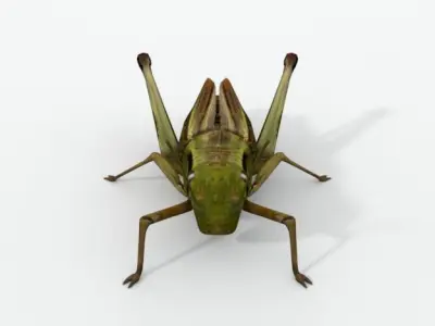 Grasshopper Low-poly 3D model