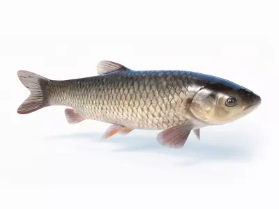 Amur fish Animated Low-poly 3D model