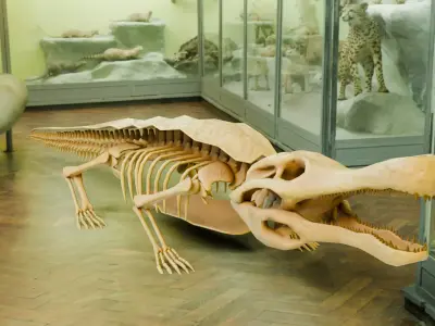 Realistic Ancient Reptilians Fossil - Sarcosuchus Low-poly 3D model