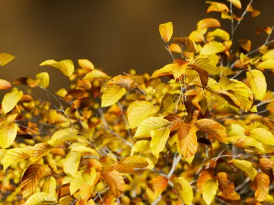 European Beech 06 3D Scanned Animated 3D model
