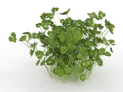 Plant Low-poly 3D model