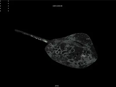 Round Ribbontail Ray Fish 3D model