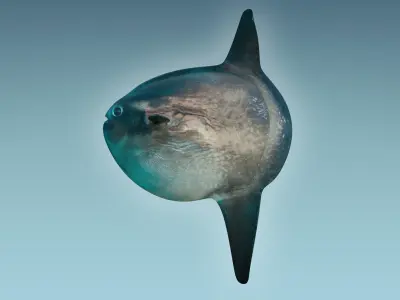 Sunfish close up of tuna fish 3D model