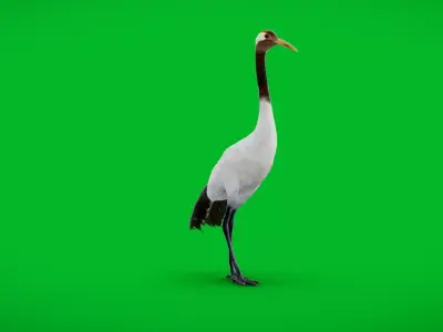Red Crowned Crane Bird Low-poly 3D model