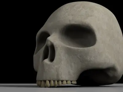 Skull 3D model