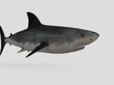 Shark Animated Low-poly Low-poly 3D model