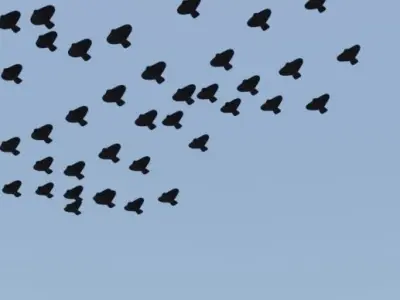 Geometry node flock of birds in blender Low-poly 3D model