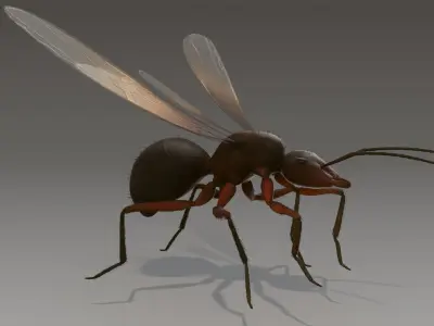 Flying Ant Rigged 3D model