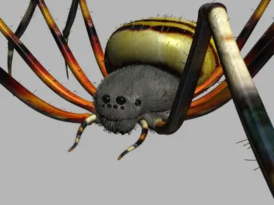 Spider Tiger Rigged Low-poly 3D model