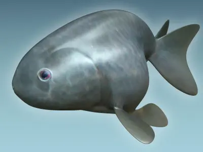 Rancu Fish 3D model