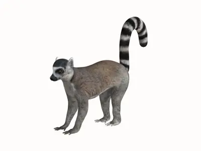 Lemur ring tailed Low-poly 3D model