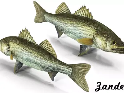 Zander bass fish Low-poly 3D model
