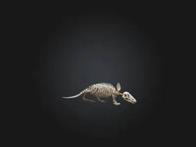 Realistic Armadillo Skeleton Model Low-poly 3D model