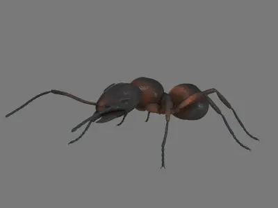 Black Ant Low-poly 3D model