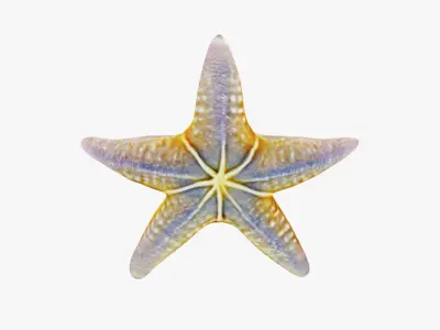 Starfish Free 3D model