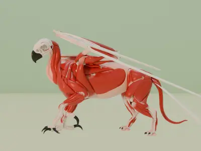 gryphon anatomy 3D model