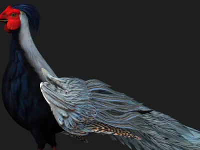 White Pheasant-A2 3D model