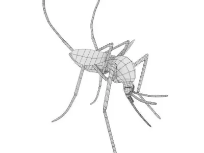 Aedes Aegypti Low-poly 3D model