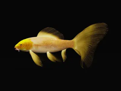 Butterfly Koi Fish Low-poly 3D model