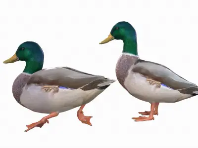 Mallard Duck Male  3D model