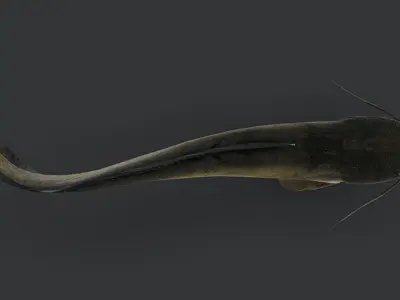 Amur Catfish Animated 3D model