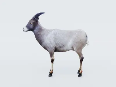Goat Animal Free 3D model