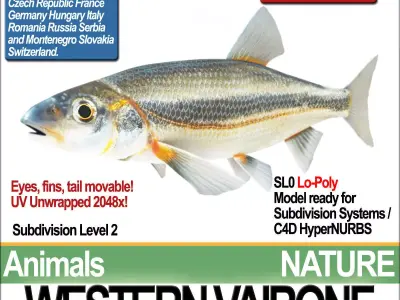 Western Vairone 3D model