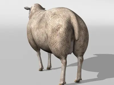 Sheep 3D model 3